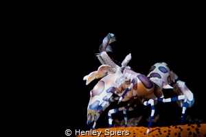 Hey you, get off my star! by Henley Spiers 